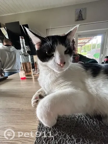Chat perdu : Buzz, noir et blanc, Monneren - photo