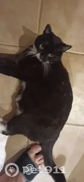 Chatte noire et blanche perdue à Malemort - photo