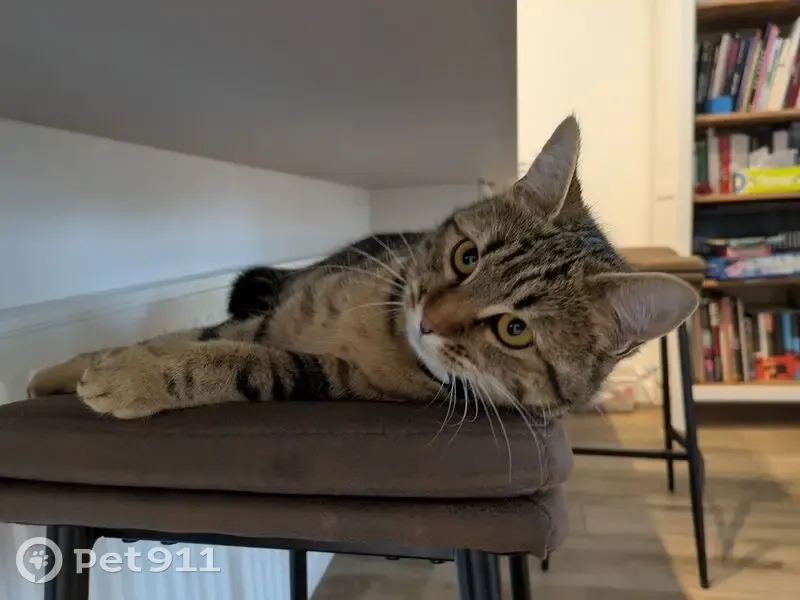Chatte tigrée perdue à Crolles - photo