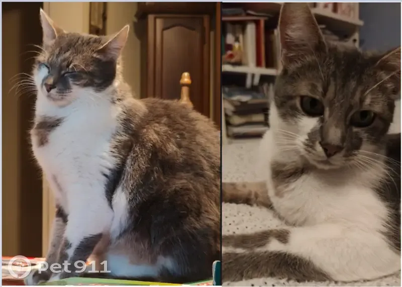 Chat tigré gris-blanc perdu à Agen - photo
