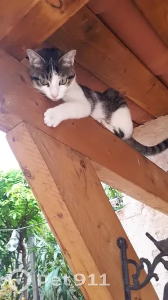 Chatte blanche et grise perdue à Nice - photo