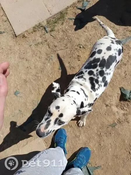 Dalmatien 18 mois perdu à Auberives - photo
