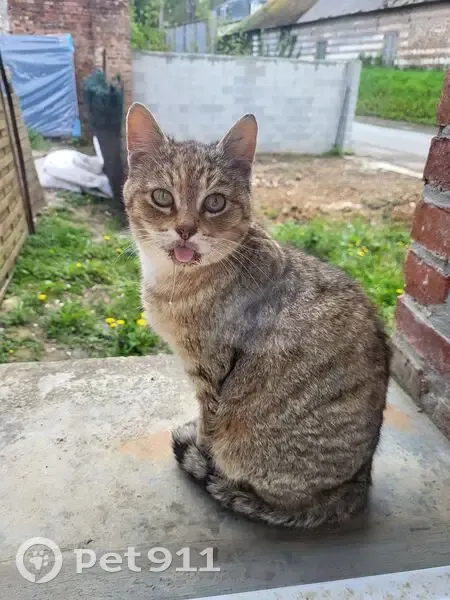 Chatte tigrée âgée disparue à Louvencourt - photo