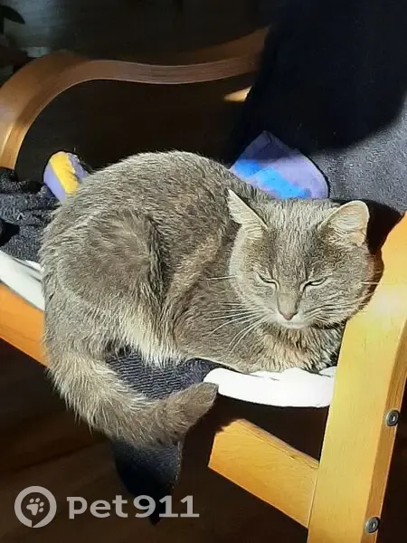 Chat mâle gris perdu à Saint-Avé - photo