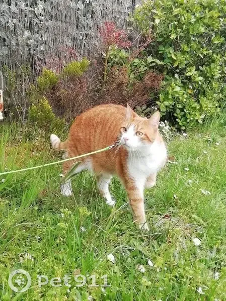 Chat roux et blanc perdu à Saint-Jean-de-Braye - photo