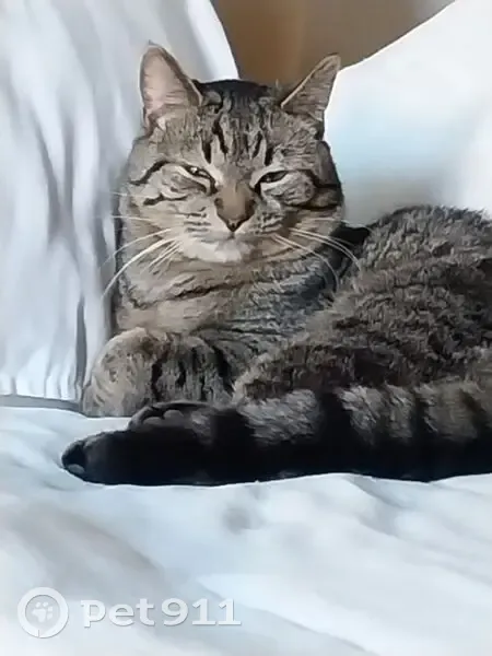 Chat trouvé à Étampes, Rue Porte Dorée - photo