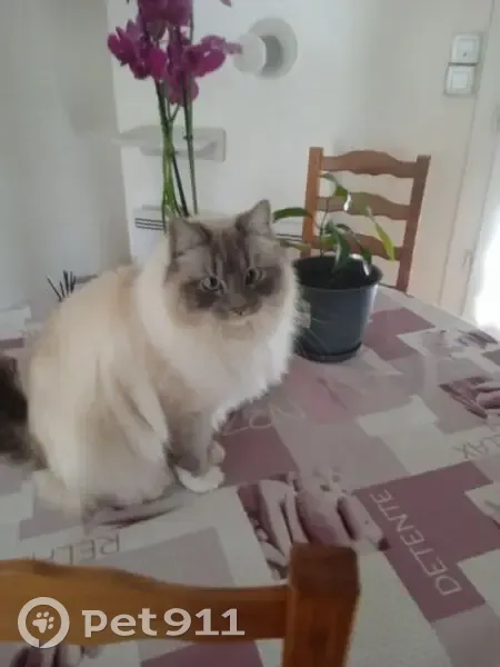 Chat Sacré de Birmanie perdu à Dolus-d'Oléron - photo
