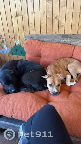 Deux chiens trouvés à Chazay-d'Azergues - photo