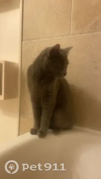 Chatte grise LYA disparue à Trets - photo