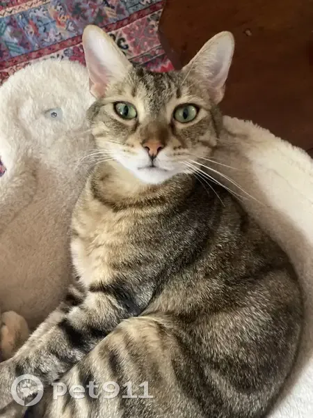 Chatte tigrée disparue à Rambouillet - photo