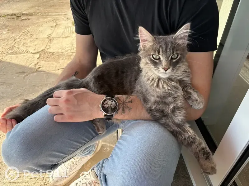 Chat trouvé chez nous à Saint-Berain - photo