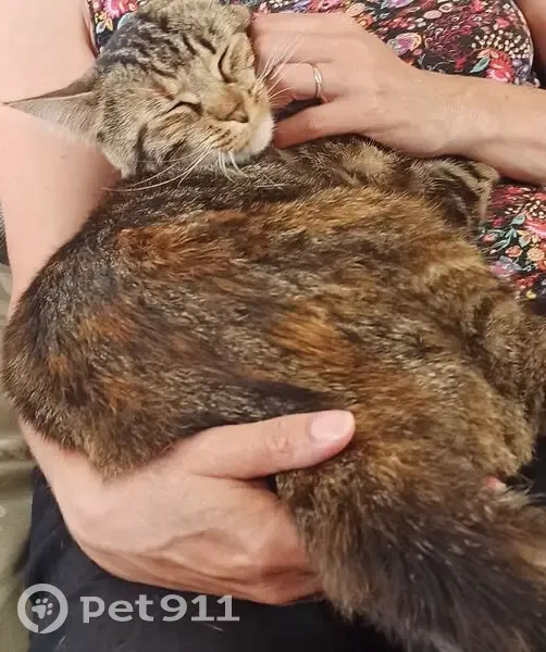 Chatte disparue à La Bruffière - photo
