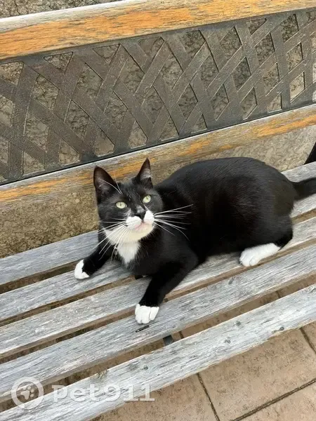Chat noir et blanc Tao perdu à Beaumont - photo