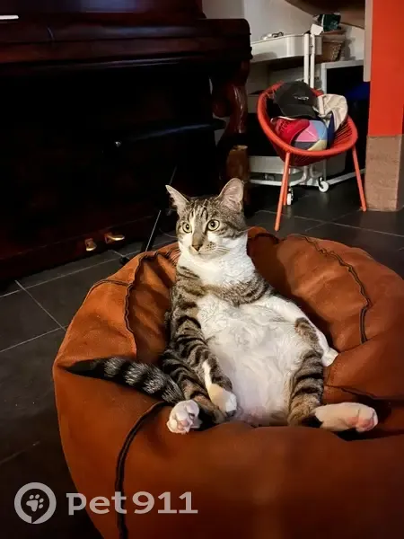 Chat perdu : Maurice, gris blanc marron - photo