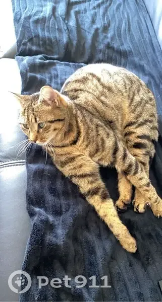 Chat tigré 6 ans perdu à Trélon - photo