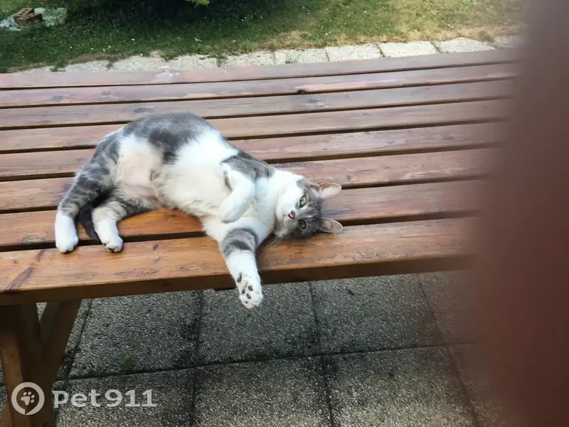 Chatte perdue, 3 ans, blanche et grise - photo