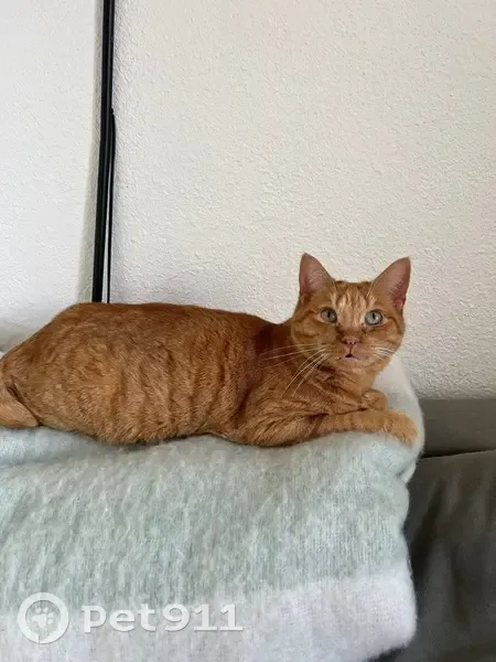 Chat roux tigré perdu à Bordeaux - photo