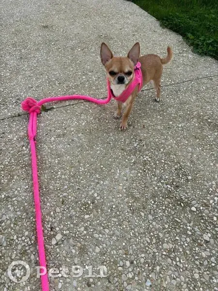 Chihuahua marron-blanc perdu à Sarcelles - photo