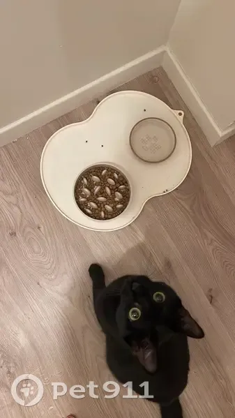 Chatte noire disparue à Rennes - photo