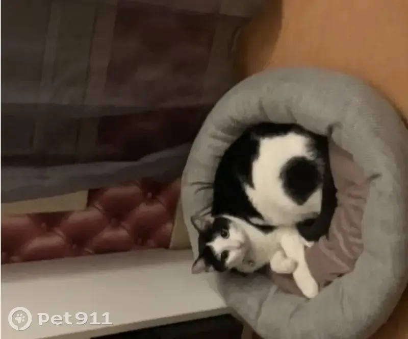Chat peureux perdu à Achères - photo