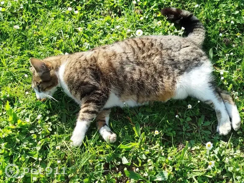 Chat mort trouvé à Orgemont, Angers - photo