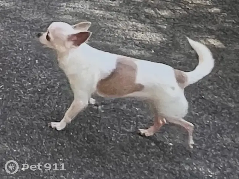 Chien blanc tacheté marron perdu à Cannes - photo
