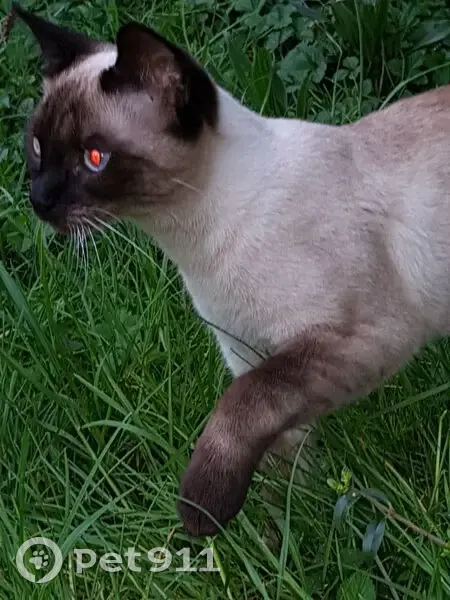 Chatte siamoise trouvée à Juvisy-sur-Orge - photo