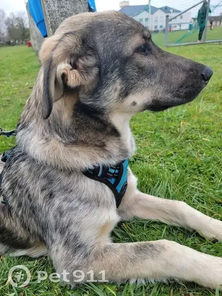 Chien perdu à Giberville : Volky, 8 mois - photo
