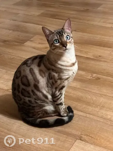 Caramel, chat bengal 2 ans perdu Vernouillet - photo