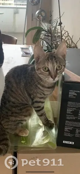 Chatte tigrée 9 mois perdue à Paris - photo