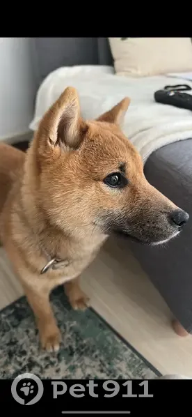 Shiba Inu roux perdu à Cournon-d'Auvergne - photo