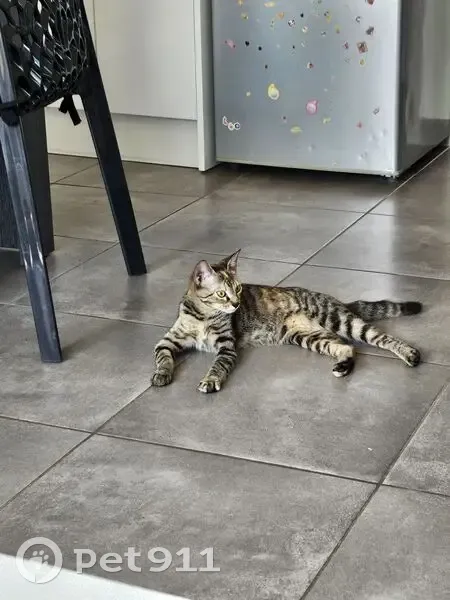 Chat trouvé sociable Rue Boileau - photo