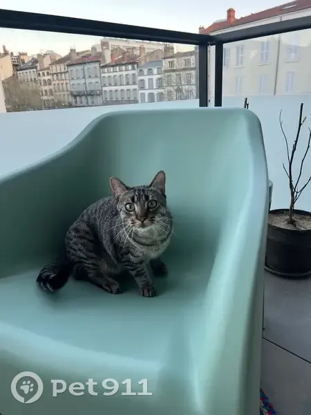 Charly, chat tigré perdu à Clermont-Ferrand - photo