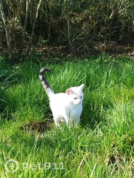 Chat perdu Coisevaux: blanc, queue tigrée - photo