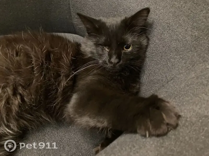 Chat noir mâle perdu à Villemoirieu - photo
