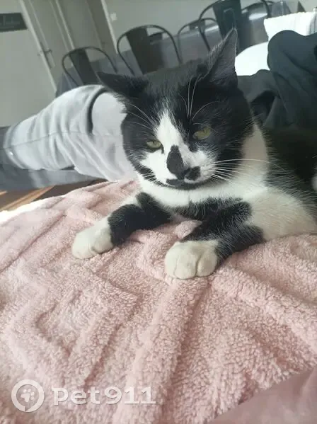 Chat noir et blanc perdu à Montaren - photo