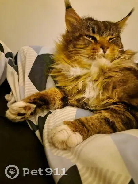 Maine Coon tigré mâle disparu à Nesmy - photo