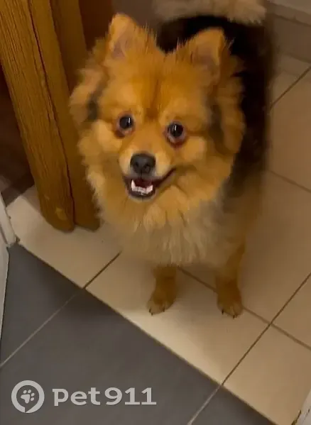 Chien perdu après agression : Aidez-moi ! - photo