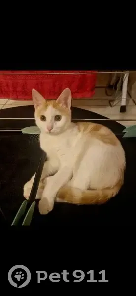 Chaton 5 mois perdu, Kiri, Les Sables-d'Olonne - photo
