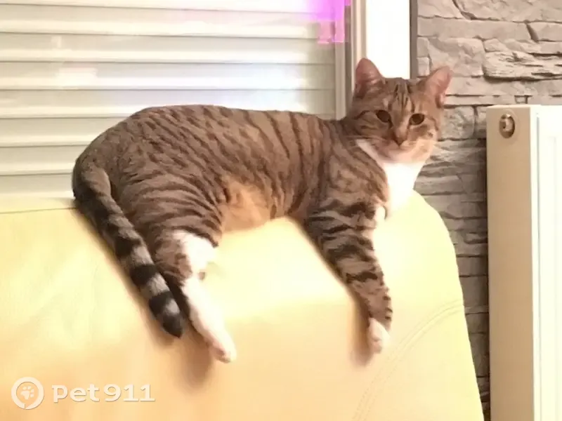 Chatte tigrée 8 ans perdue à Montsauche - photo