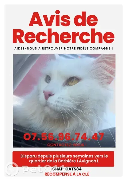 Maine Coon blanche perdue à Avignon - photo