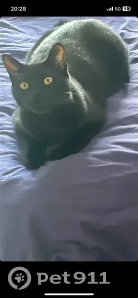 Chat noir 2 ans disparu à Pouillon - photo