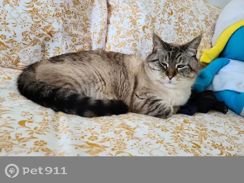 Chat beige tabby disparu au Guilvinec - photo