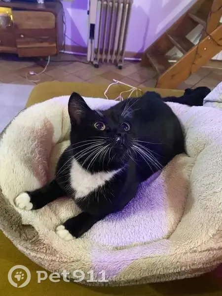 Chatte noire disparue à Lavilletertre - photo