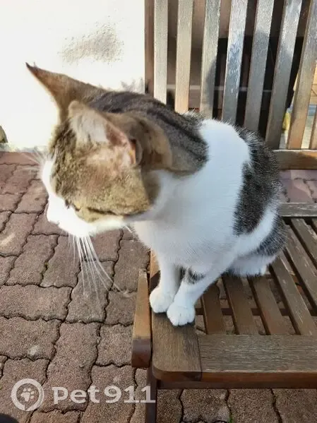Chat tigré perdu à Thianges (D 194) - photo
