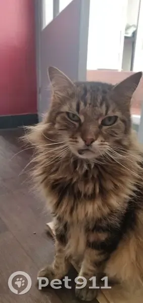 Chat tigré Zazou perdu à Talence - photo