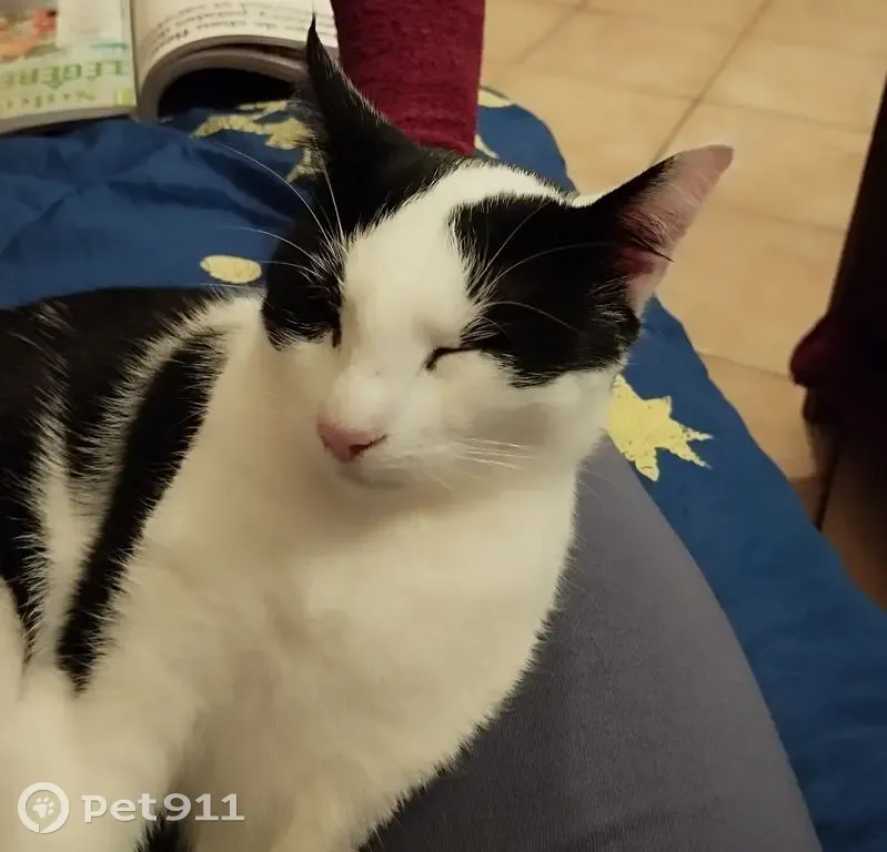 Chatte 1,5 an noir et blanc perdue Villemoisson - photo