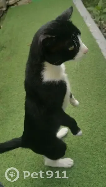 Misha, chat noir et blanc perdu à Blausasc - photo