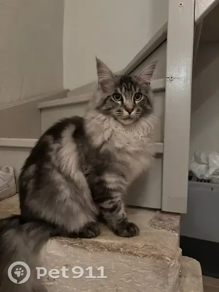 Chat maine coon gris perdu à St-Jean-du-Cardonnay - photo