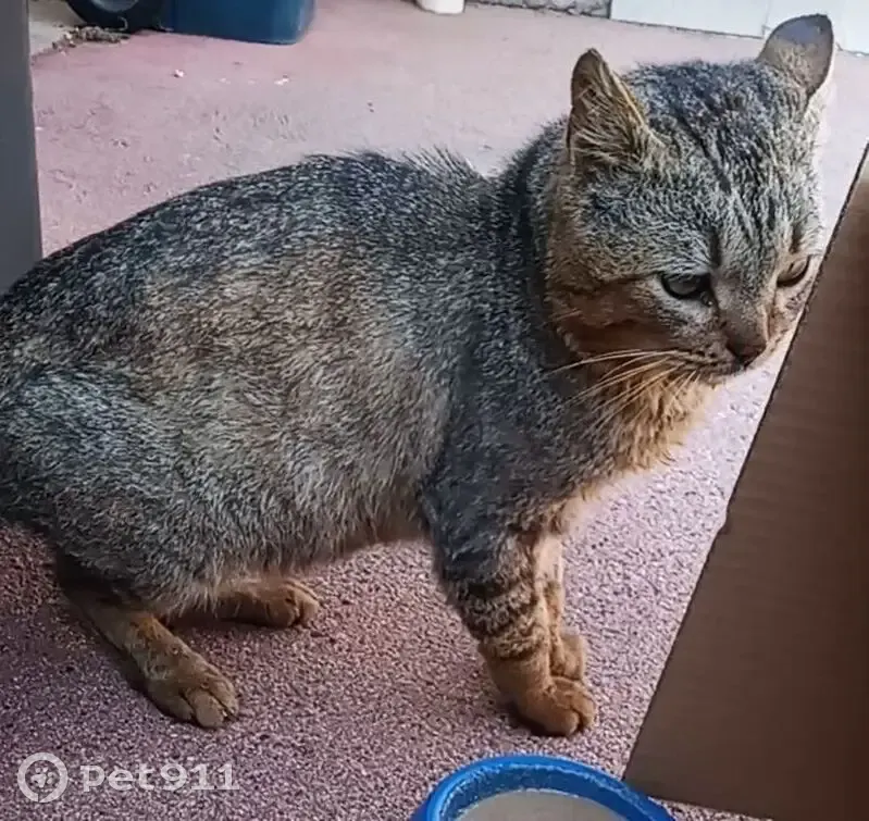 Chat mâle âgé trouvé amaigri à St-Étienne - photo